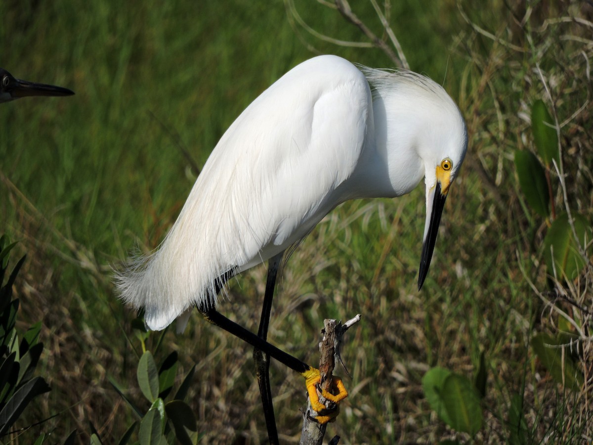 Snowy Egret - S. K.  Jones