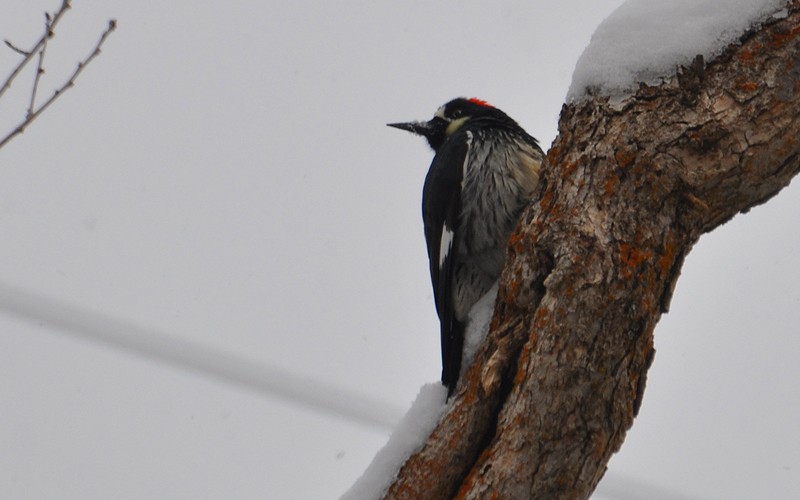 Acorn Woodpecker - ML308279021