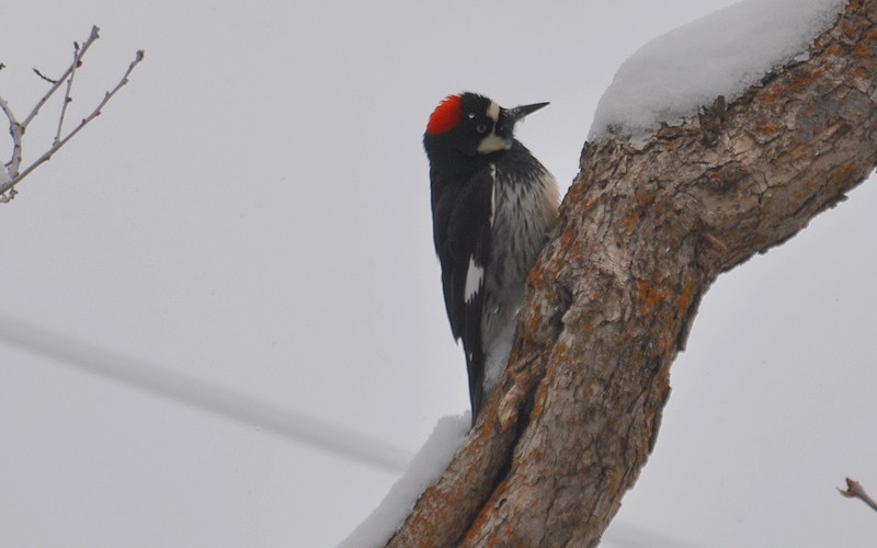 Acorn Woodpecker - ML308279031