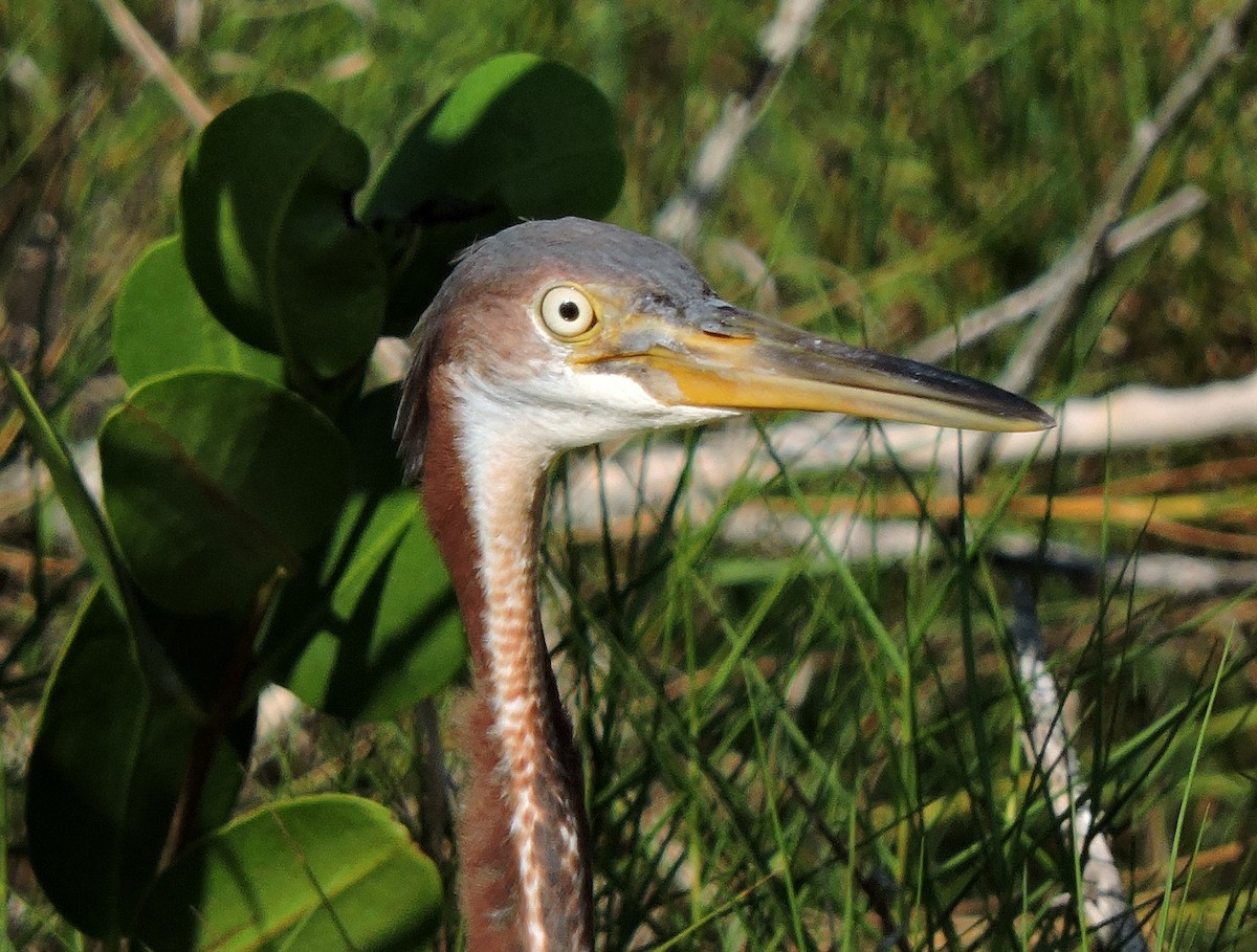 Tricolored Heron - S. K.  Jones