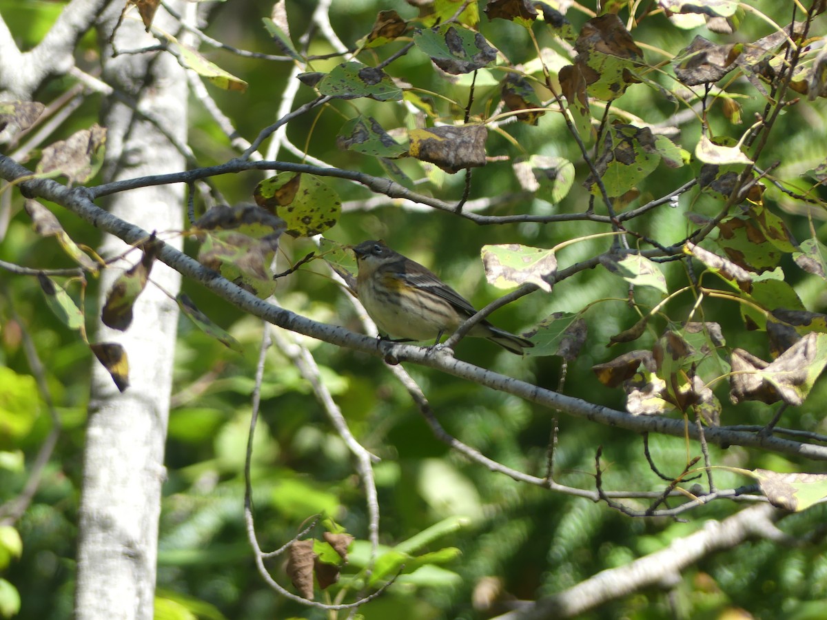 Yellow-rumped Warbler - Marco Beaulieu