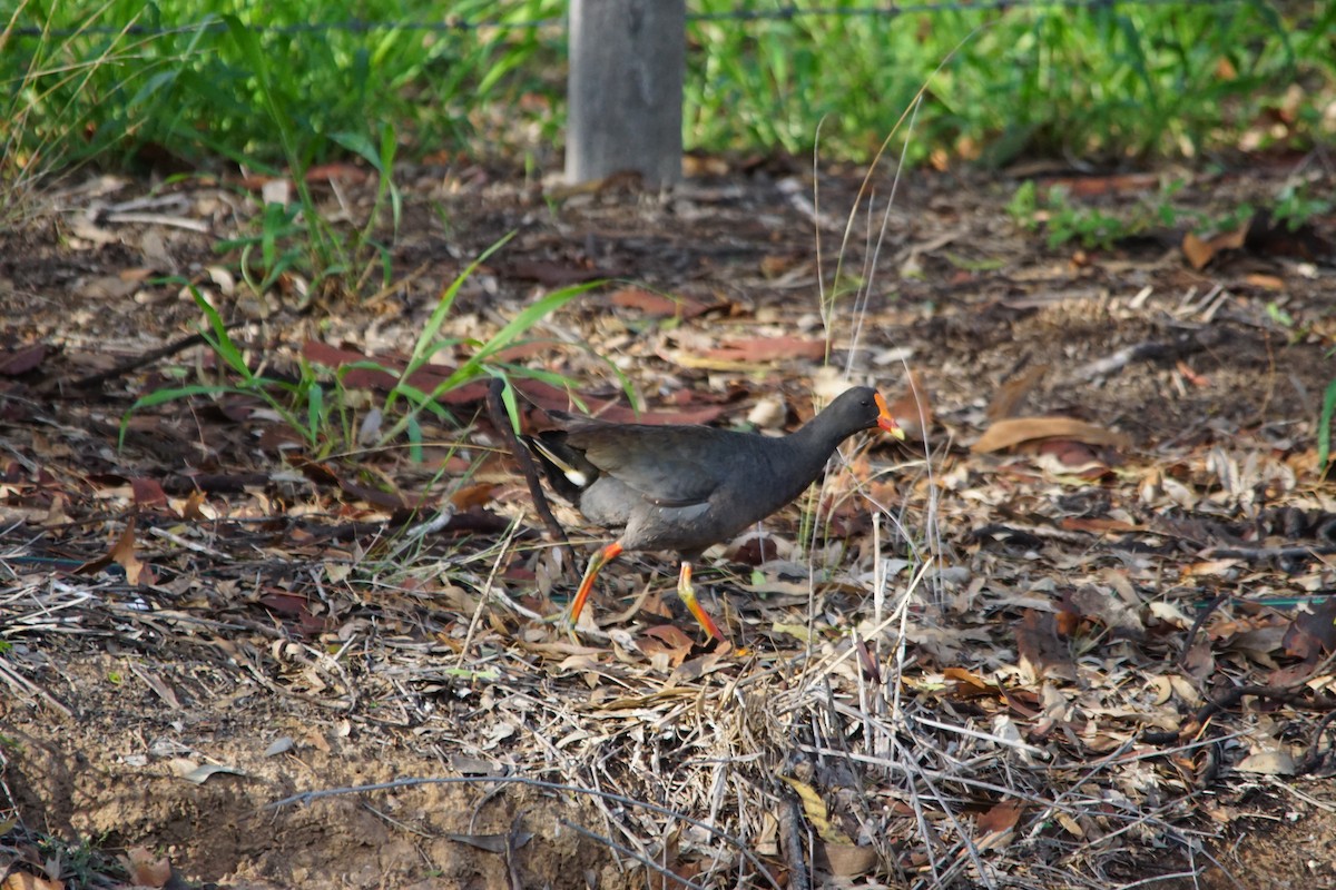 Dusky Moorhen - ML308279711