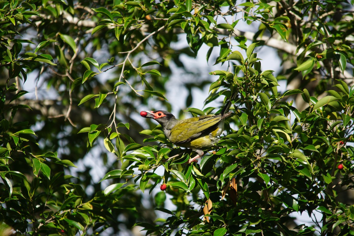 Australasian Figbird - ML308280281