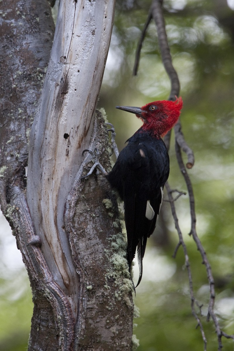 Magellanic Woodpecker - ML30828061