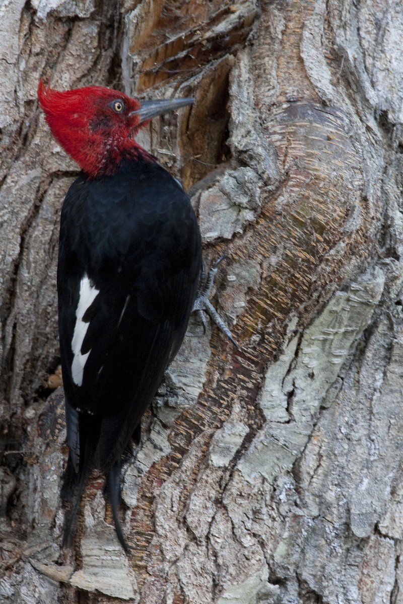 Magellanic Woodpecker - ML30828071