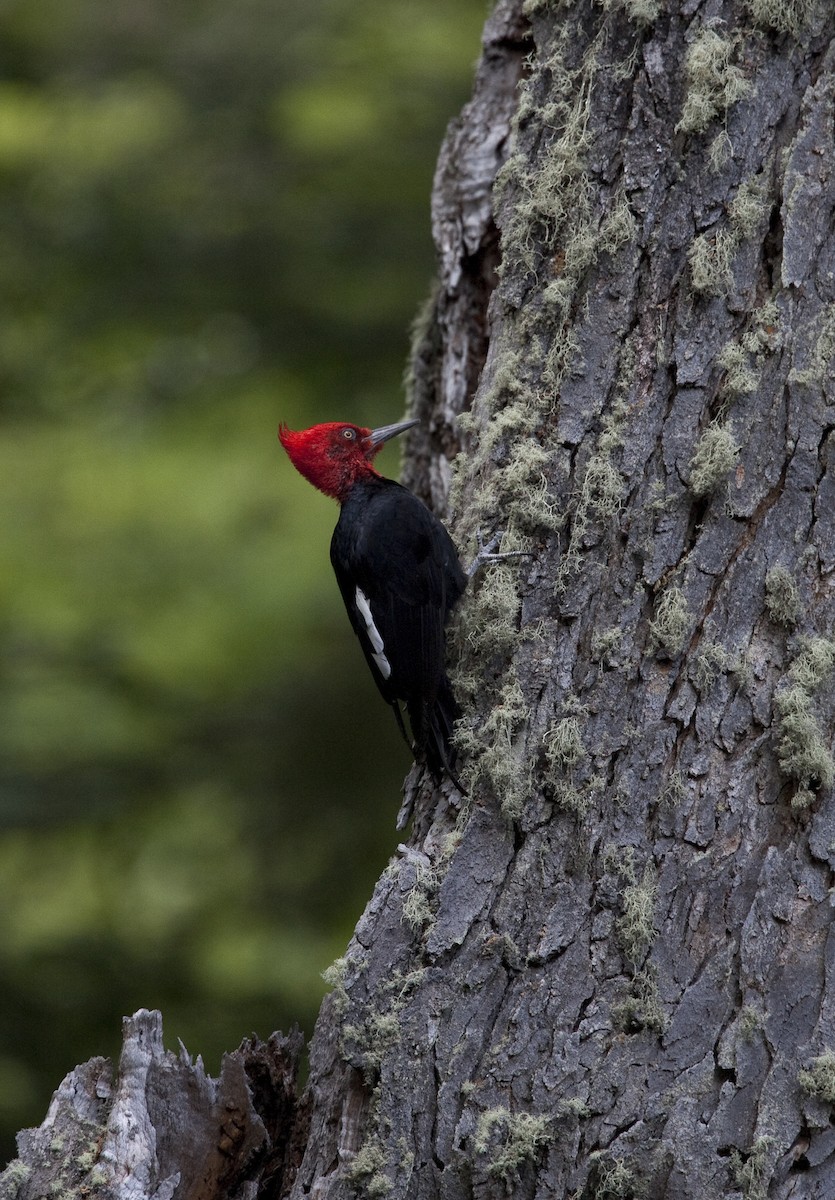 Magellanic Woodpecker - ML30828091