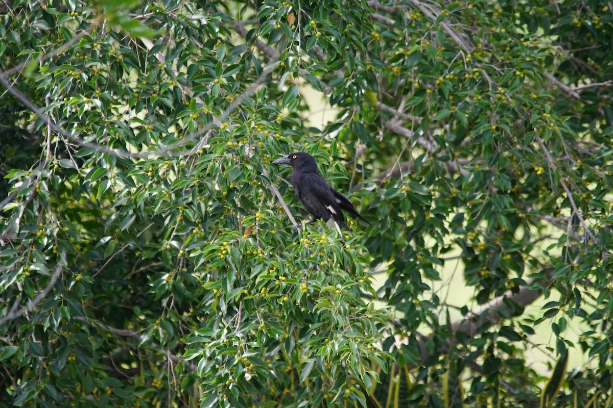 Pied Currawong - ML308281191