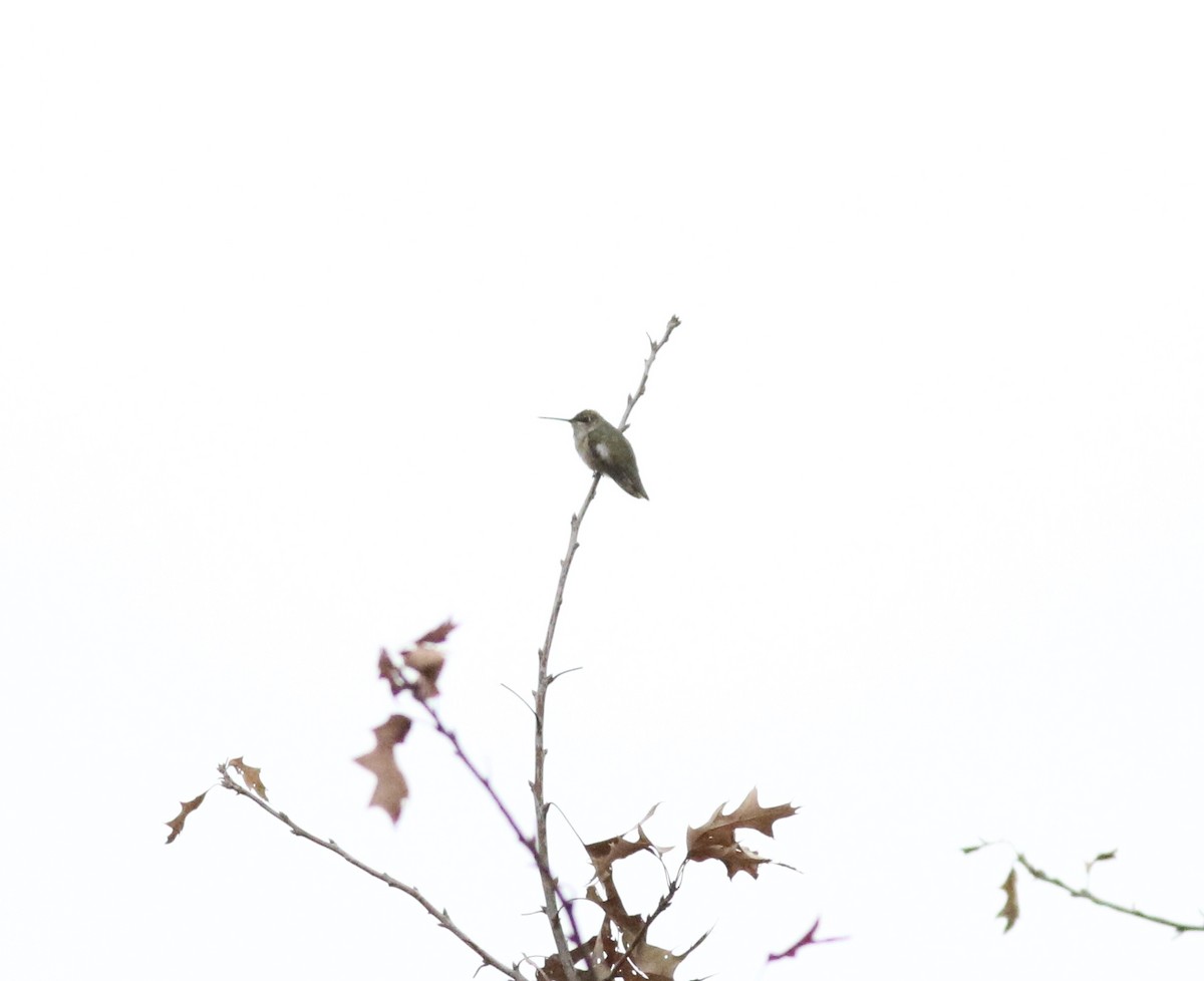 Black-chinned Hummingbird - ML308281591