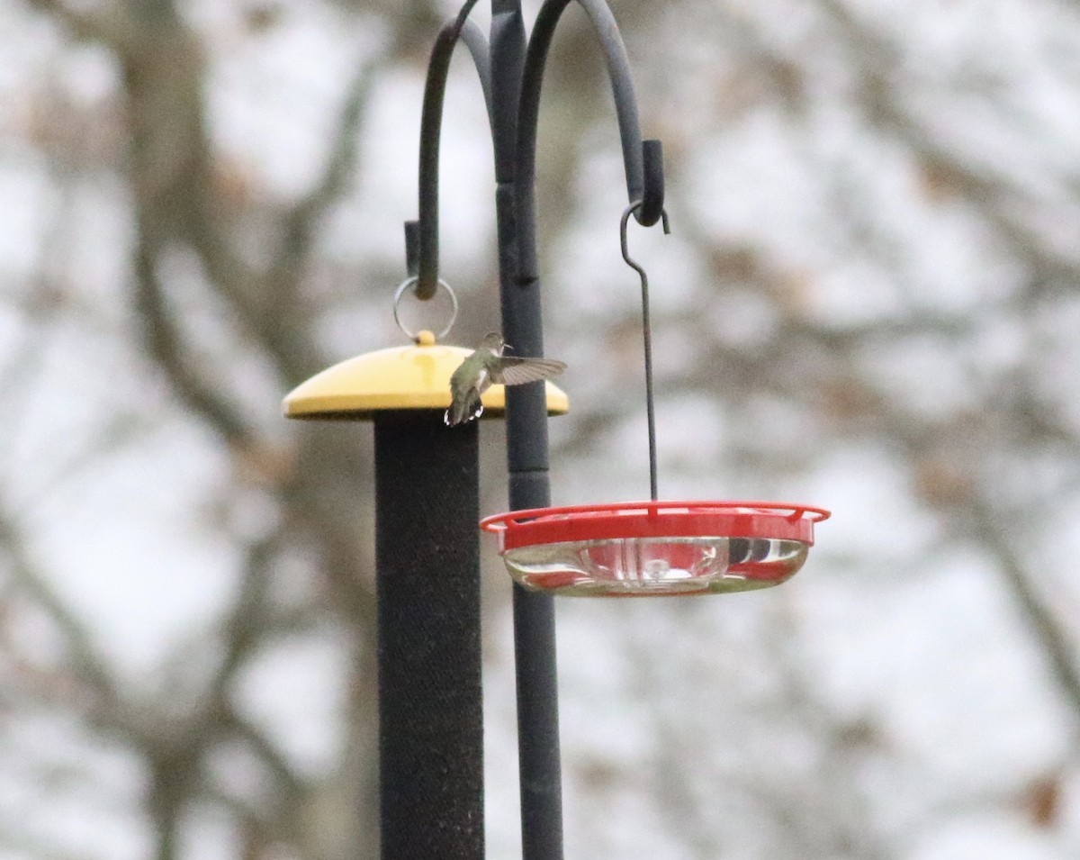 Black-chinned Hummingbird - ML308281631