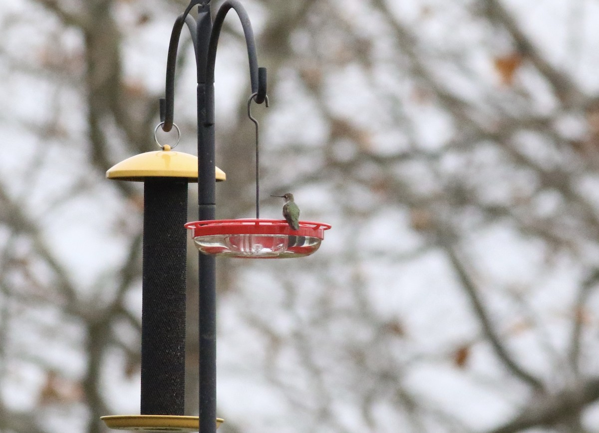 Black-chinned Hummingbird - ML308281641