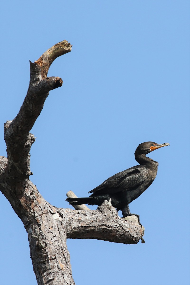 Double-crested Cormorant - Margaret Viens