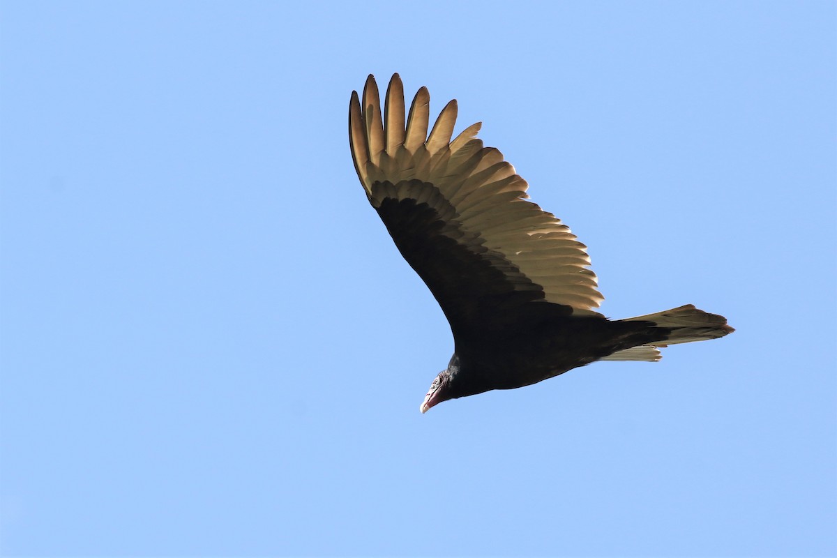 Turkey Vulture - ML308283921