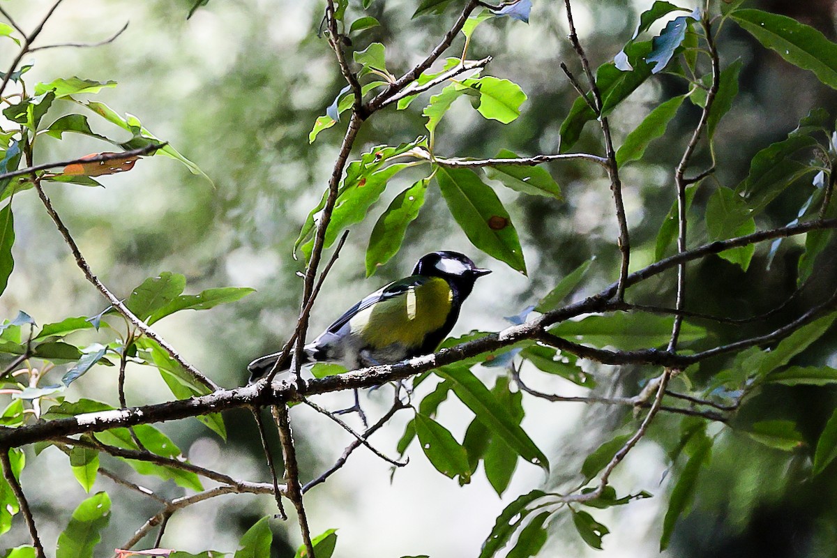 Green-backed Tit - ML308285101