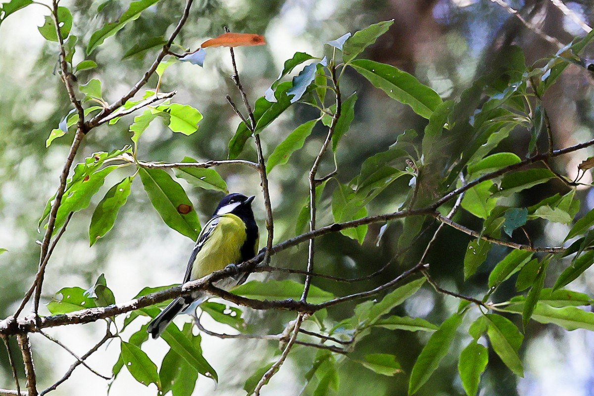 Green-backed Tit - ML308285151