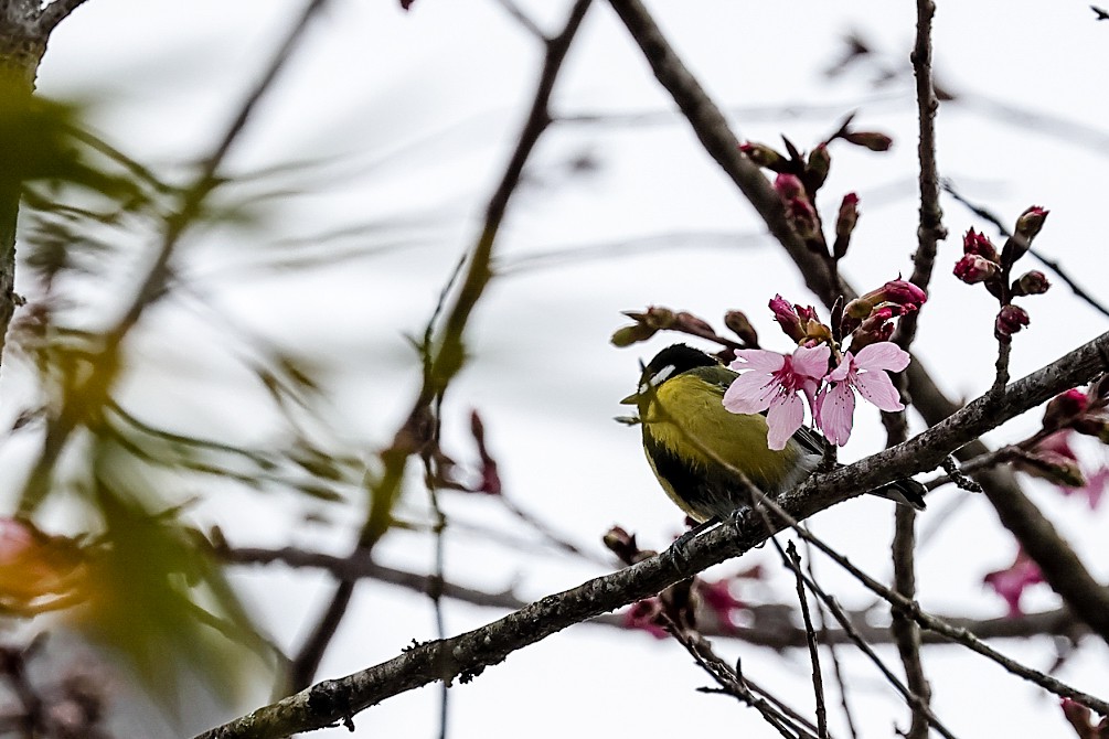 Green-backed Tit - ML308285331