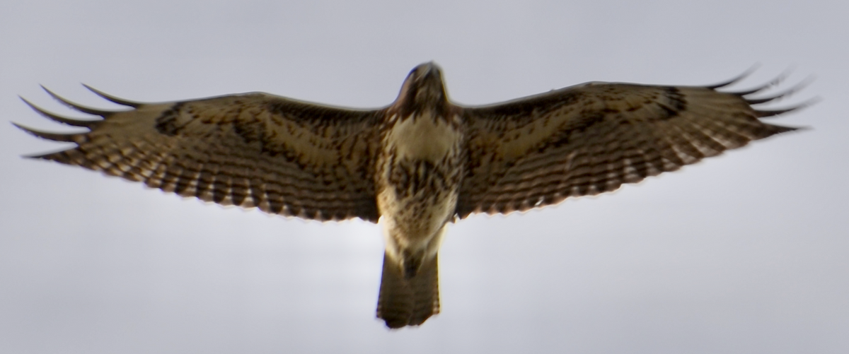 Red-tailed Hawk - ML308285601