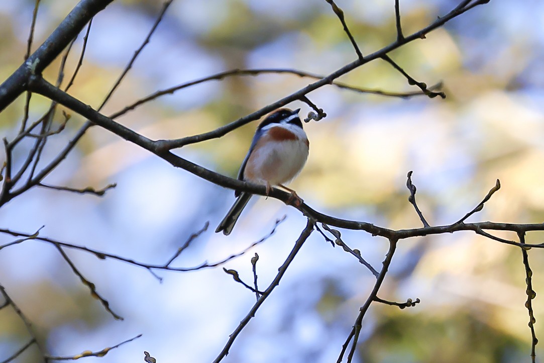 Black-throated Tit - ML308285901