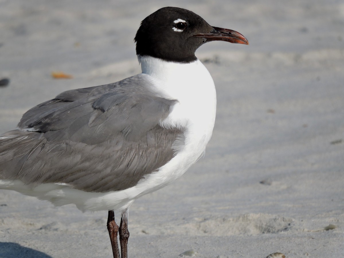 Laughing Gull - ML30828601