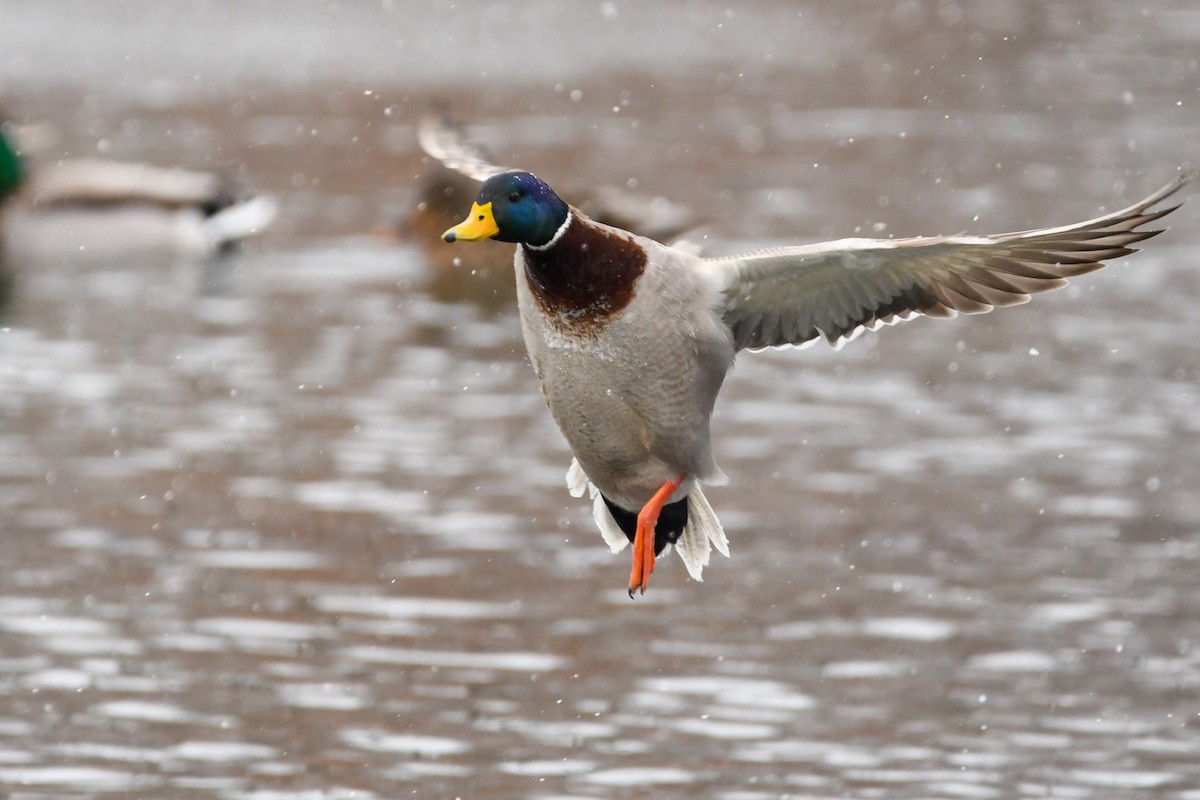 Mallard - Manny Salas