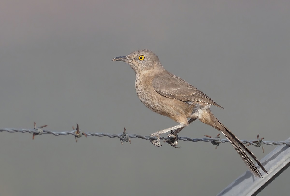 Bendire's Thrasher - Andrew Spencer