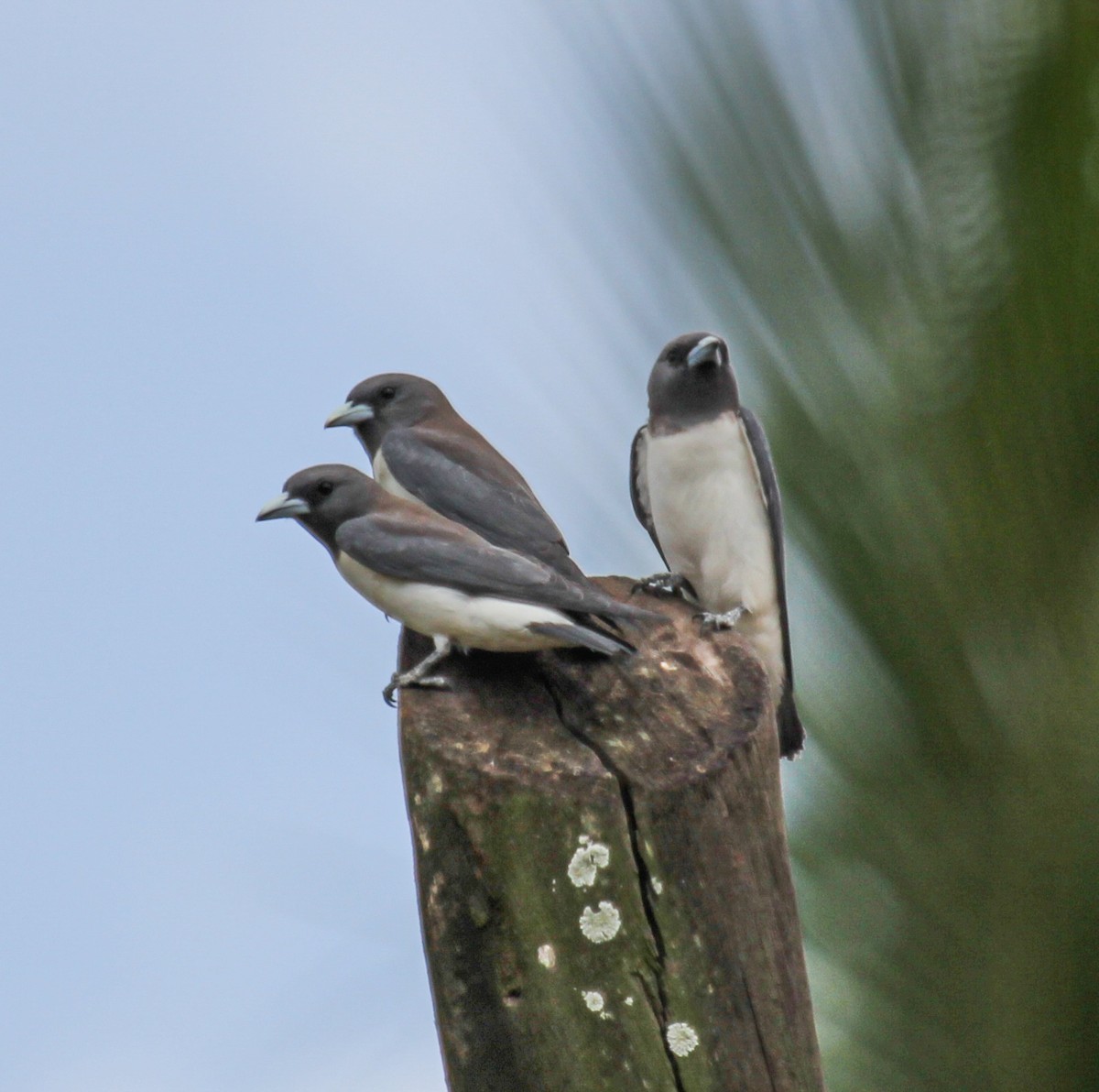 White-breasted Woodswallow - Chuck Heikkinen