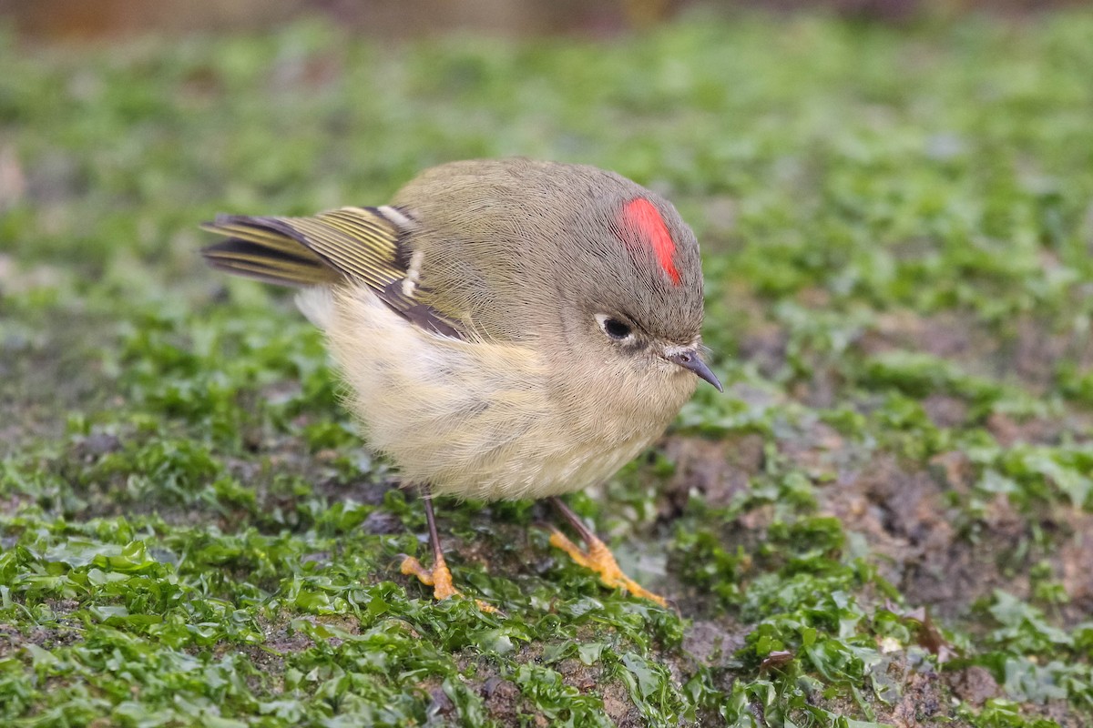 ML308290271 - Ruby-crowned Kinglet - Macaulay Library