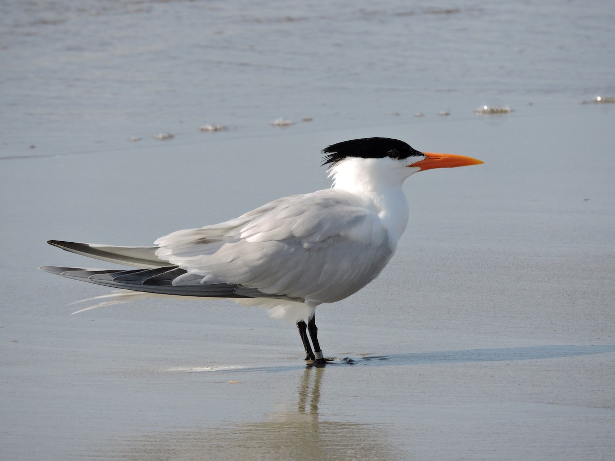 Royal Tern - ML30829171