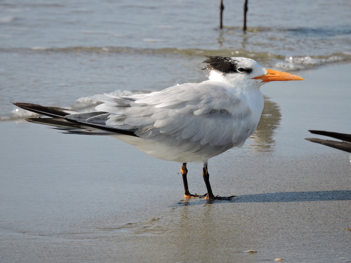 Royal Tern - ML30829261