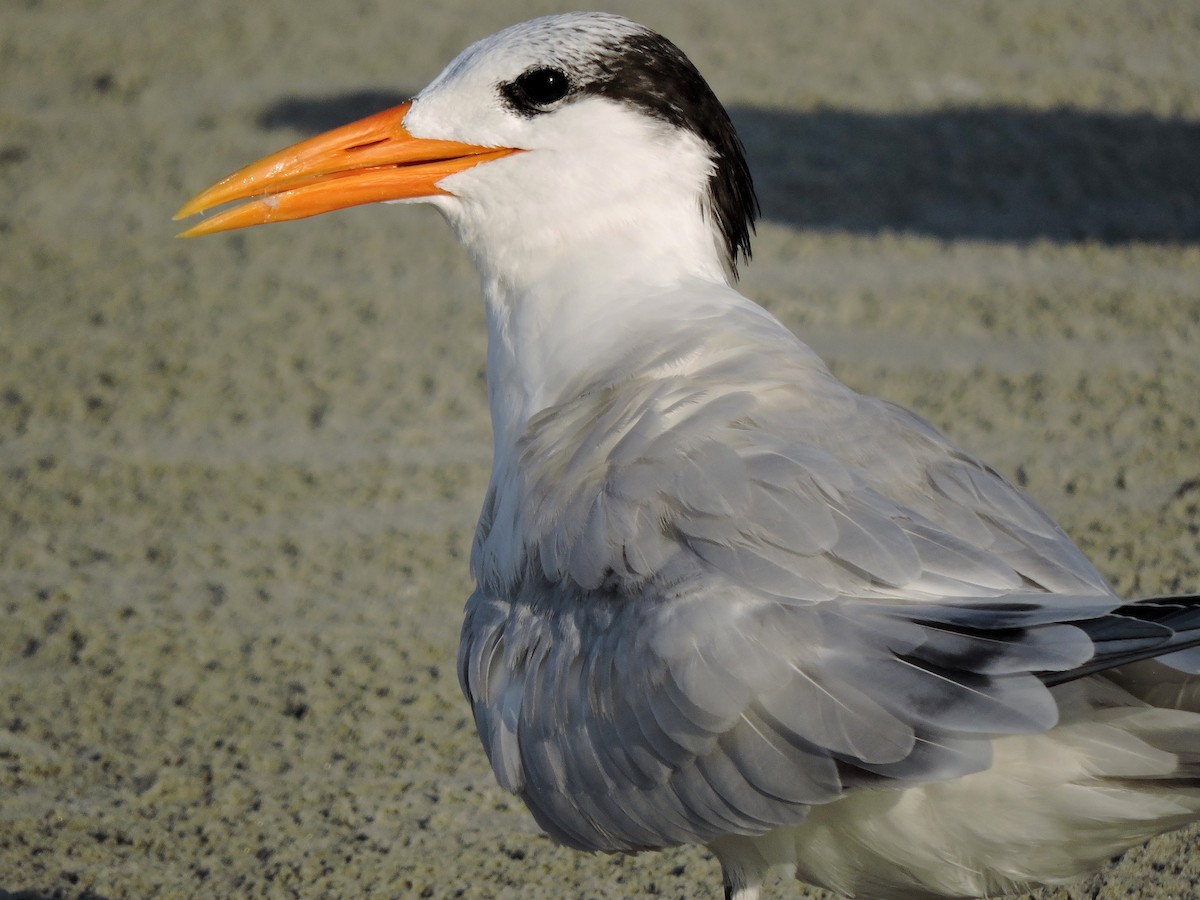 Royal Tern - ML30829291