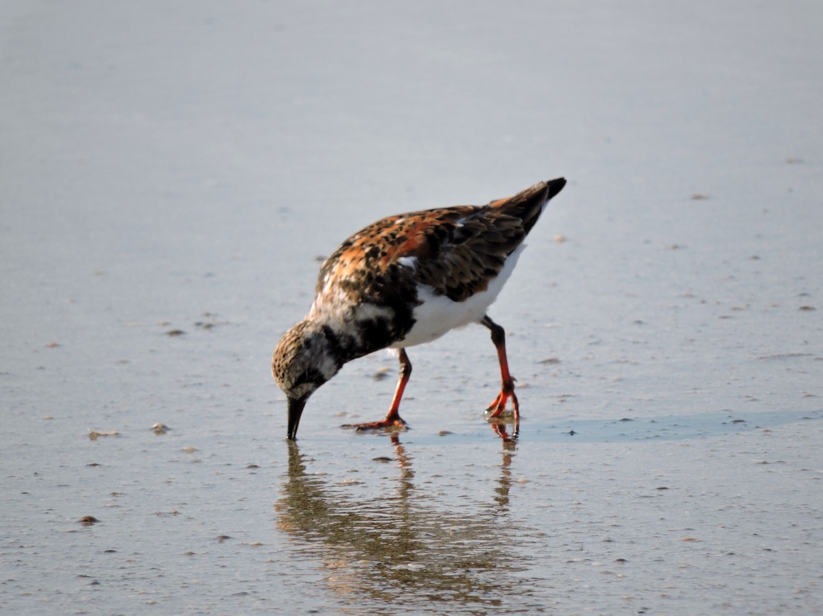 Ruddy Turnstone - ML30829301