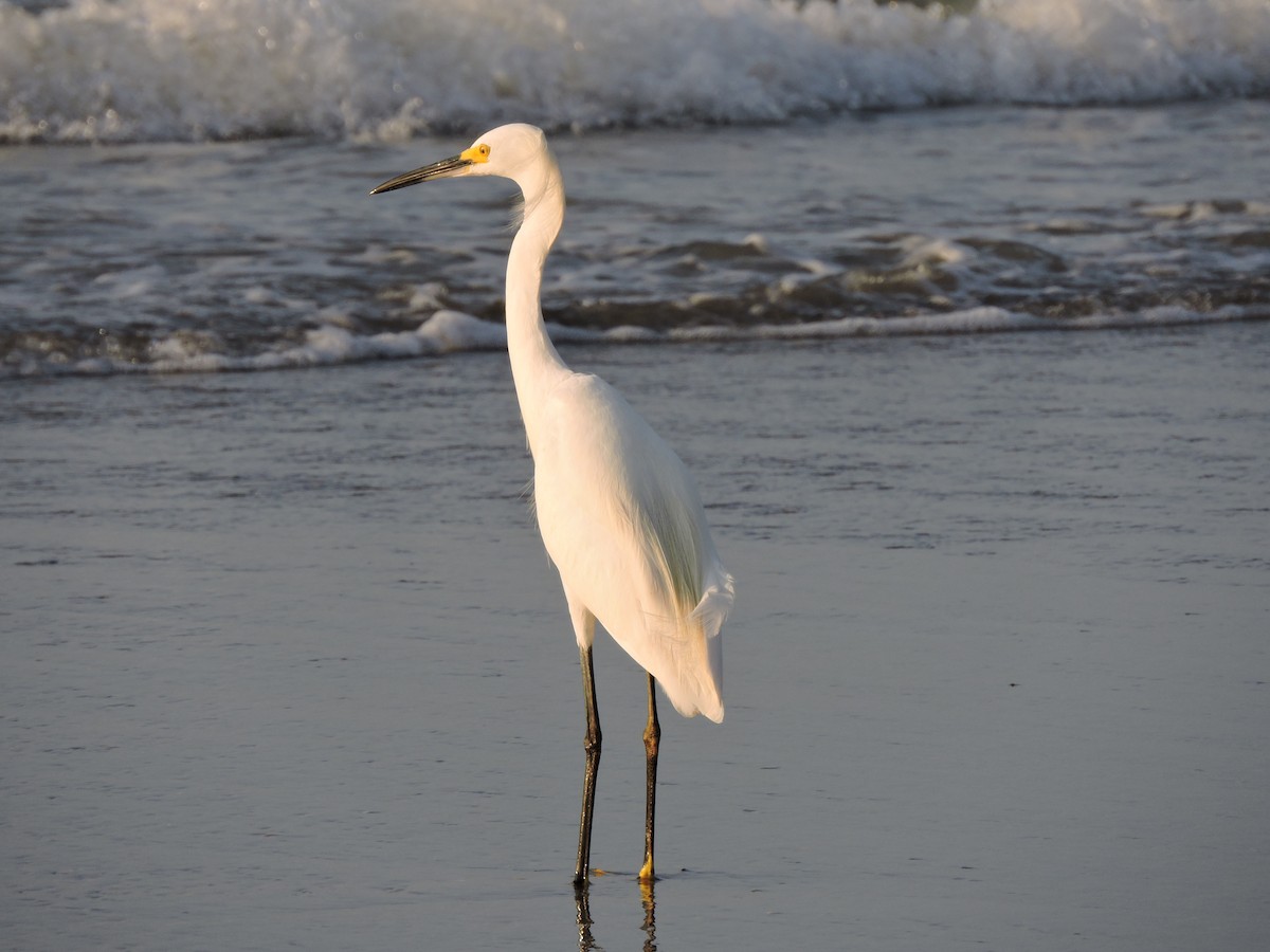 Snowy Egret - ML30829341