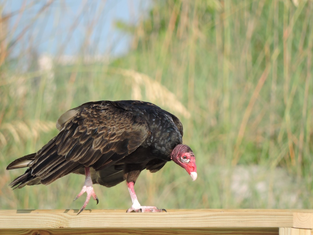 Turkey Vulture - S. K.  Jones