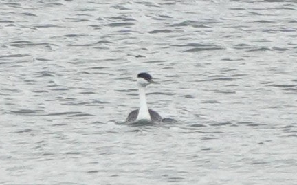 Western Grebe - ML308293791