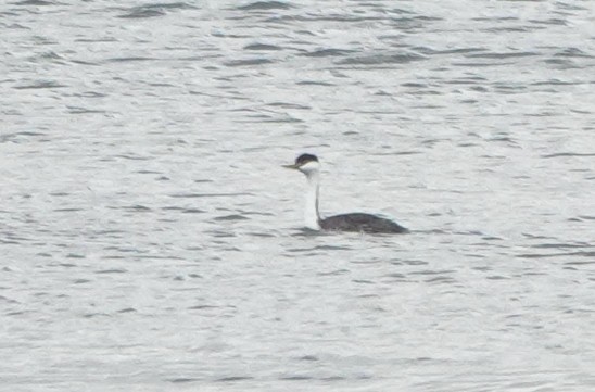 Western Grebe - ML308293801