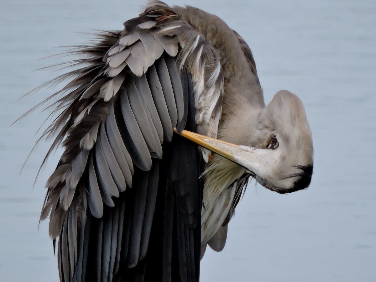 Great Blue Heron - ML30829391