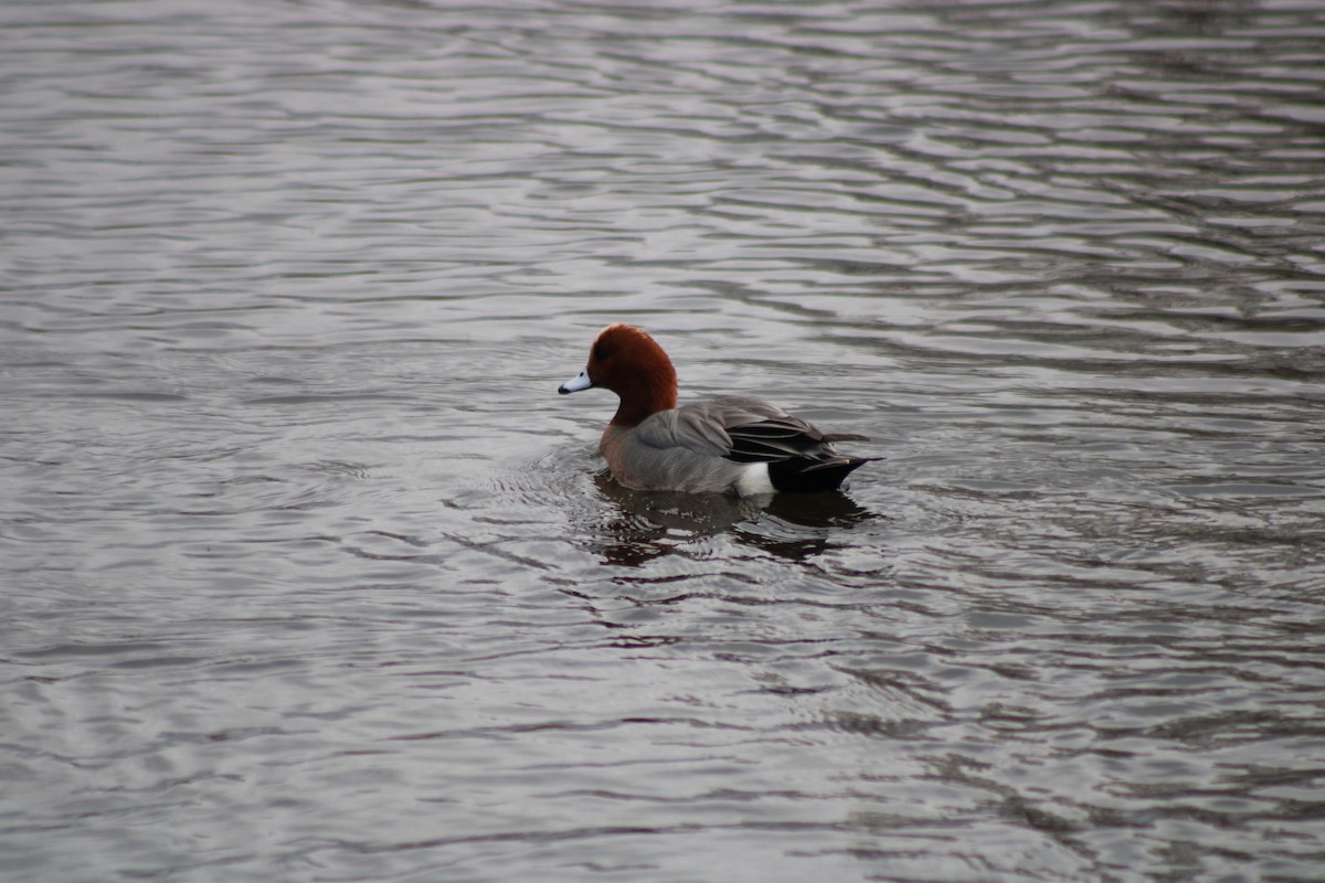 Eurasian Wigeon - ML308295081