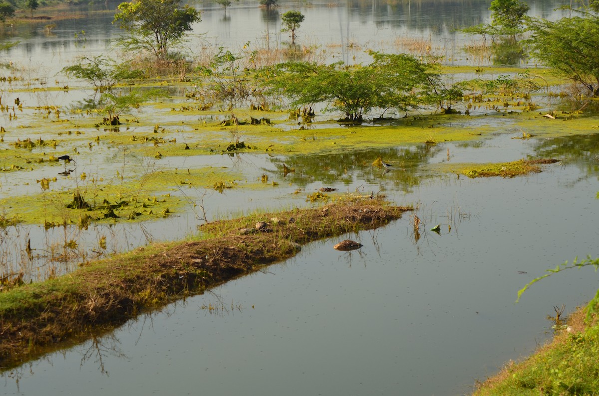 高蹺鴴 - ML308295571