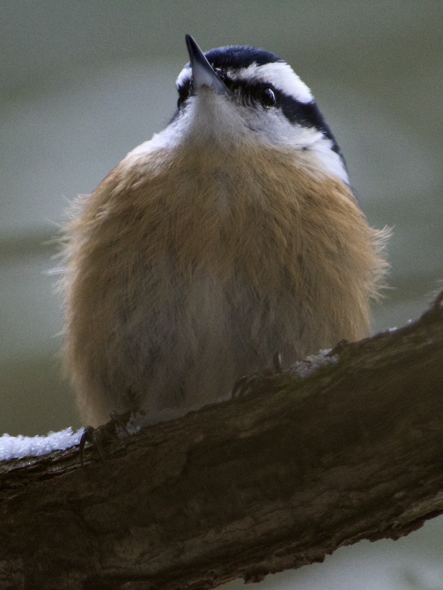 Red-breasted Nuthatch - ML308298331