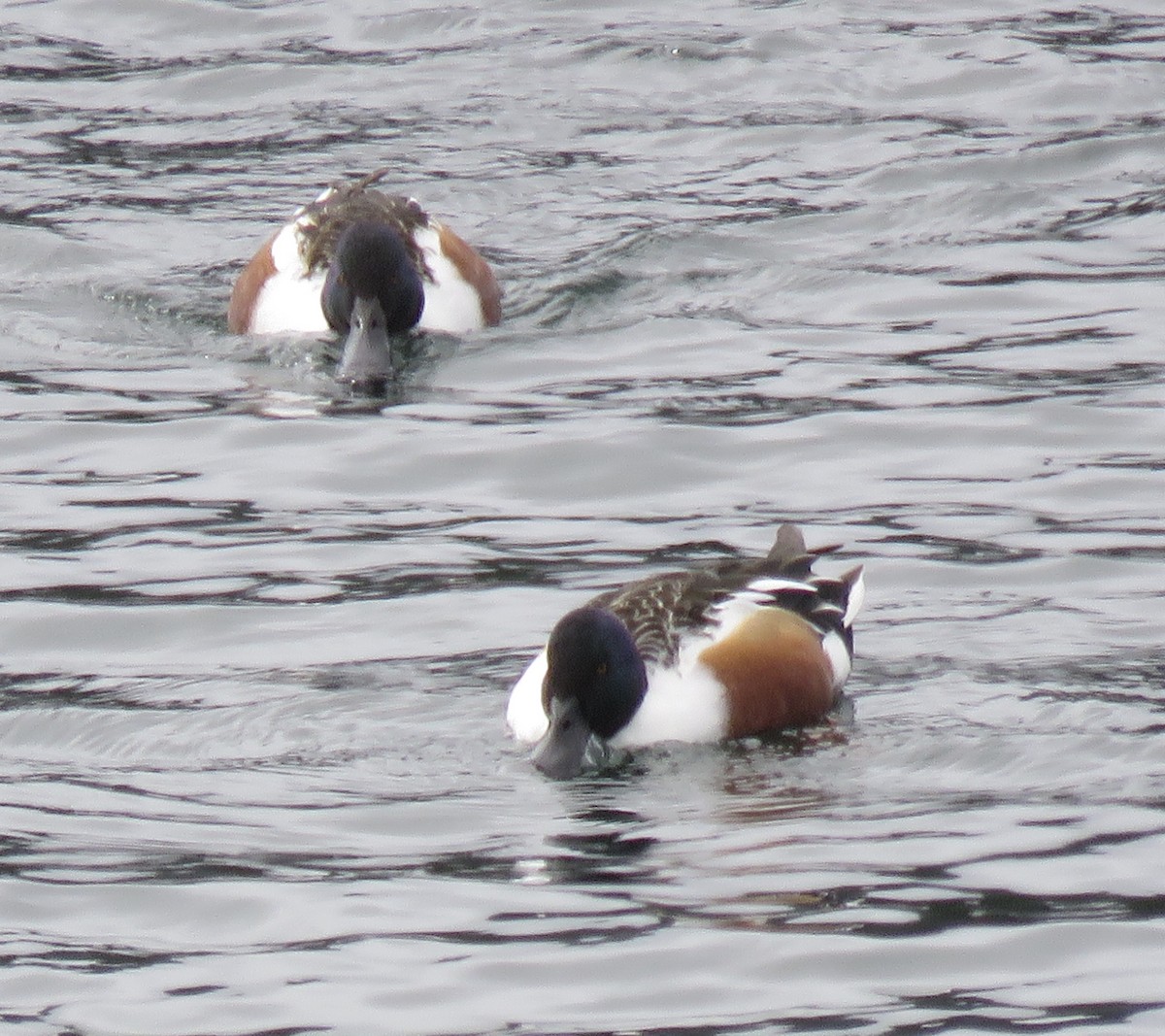 Northern Shoveler - ML308298641
