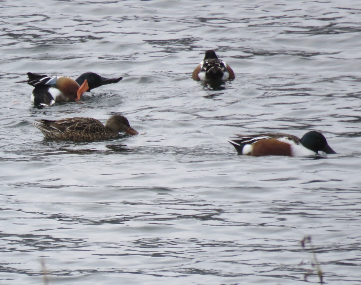 Northern Shoveler - ML308298761