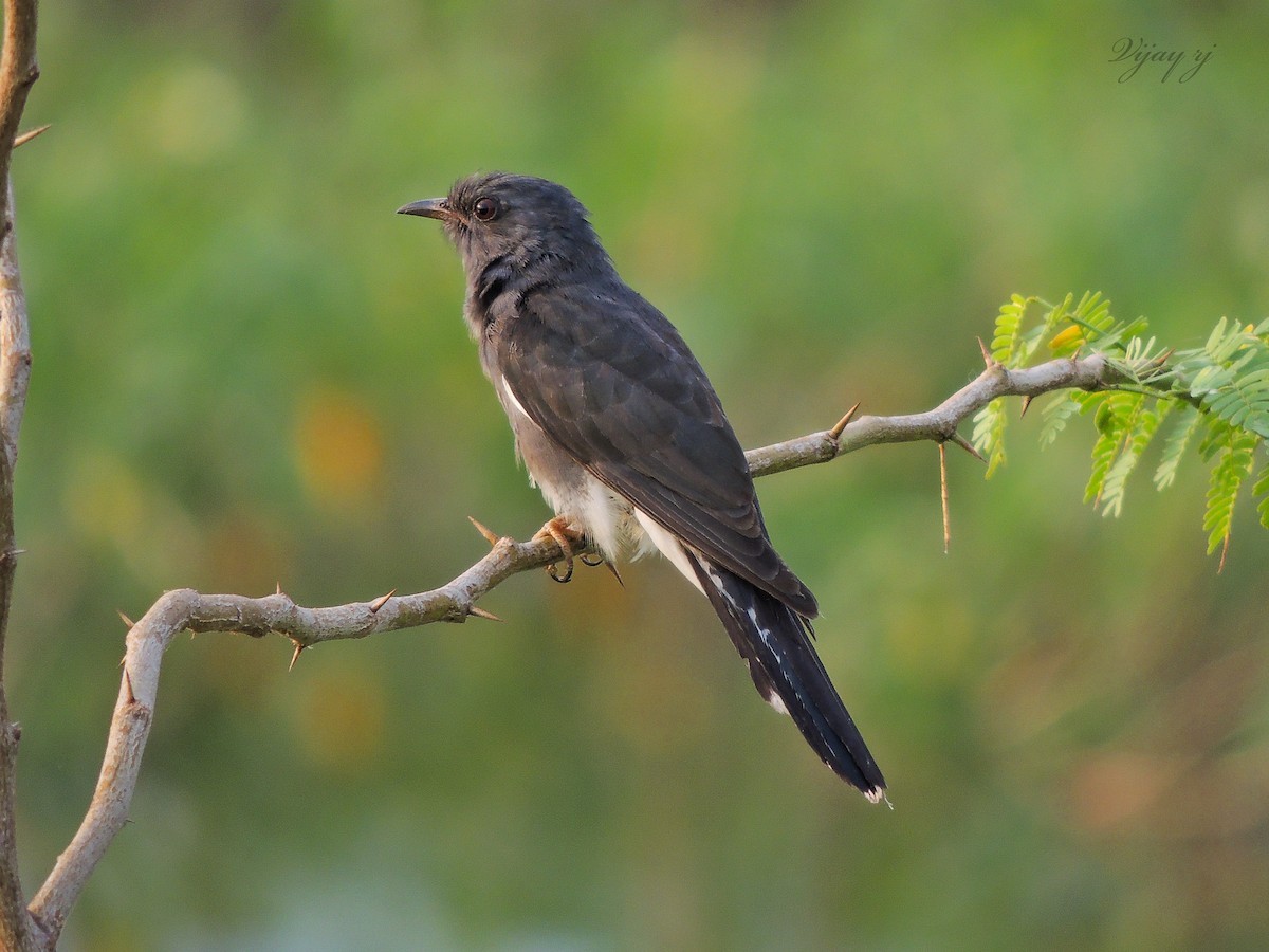 Gray-bellied Cuckoo - ML308298791