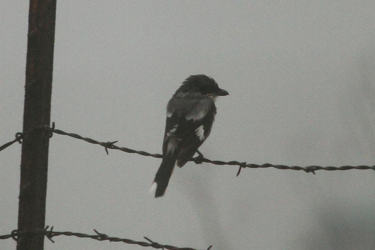 Loggerhead Shrike - ML308299291