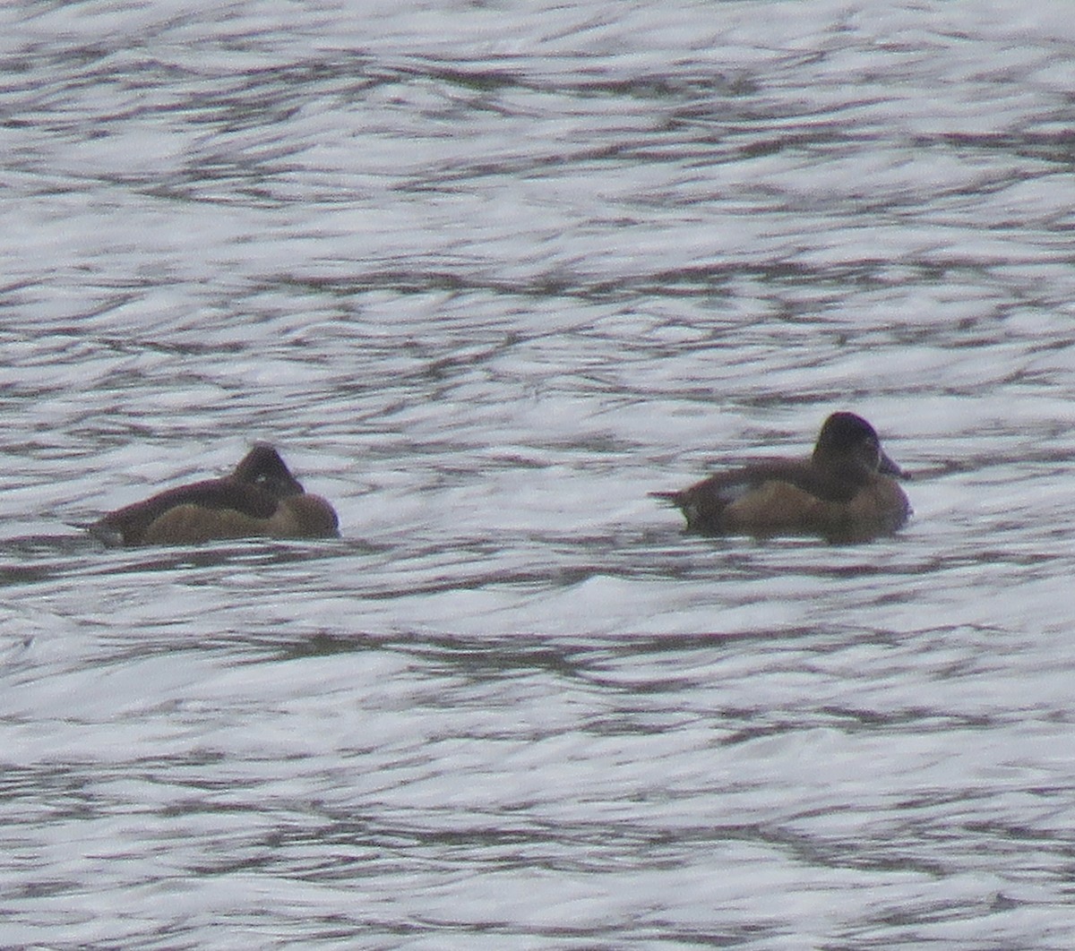 Ring-necked Duck - ML308299471