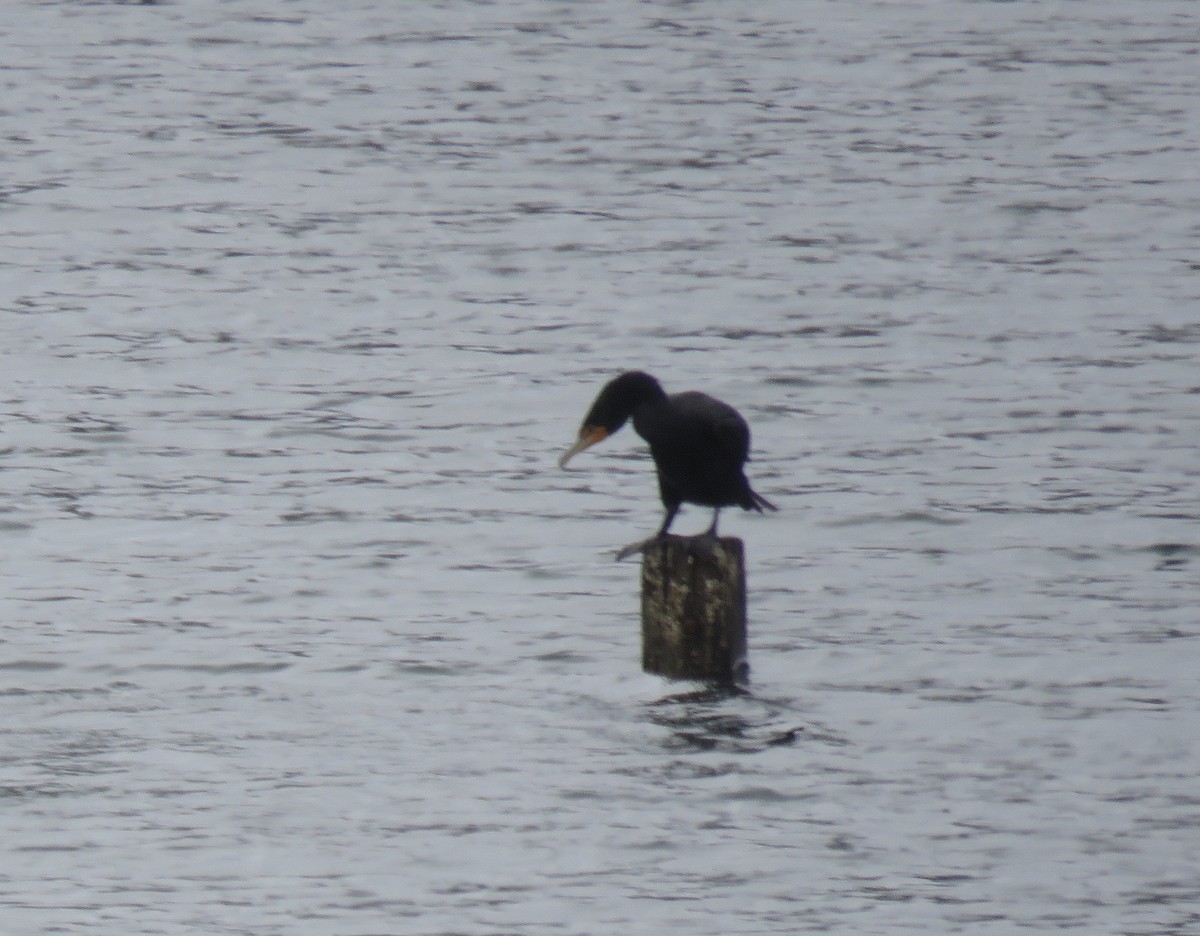 Double-crested Cormorant - ML308300191