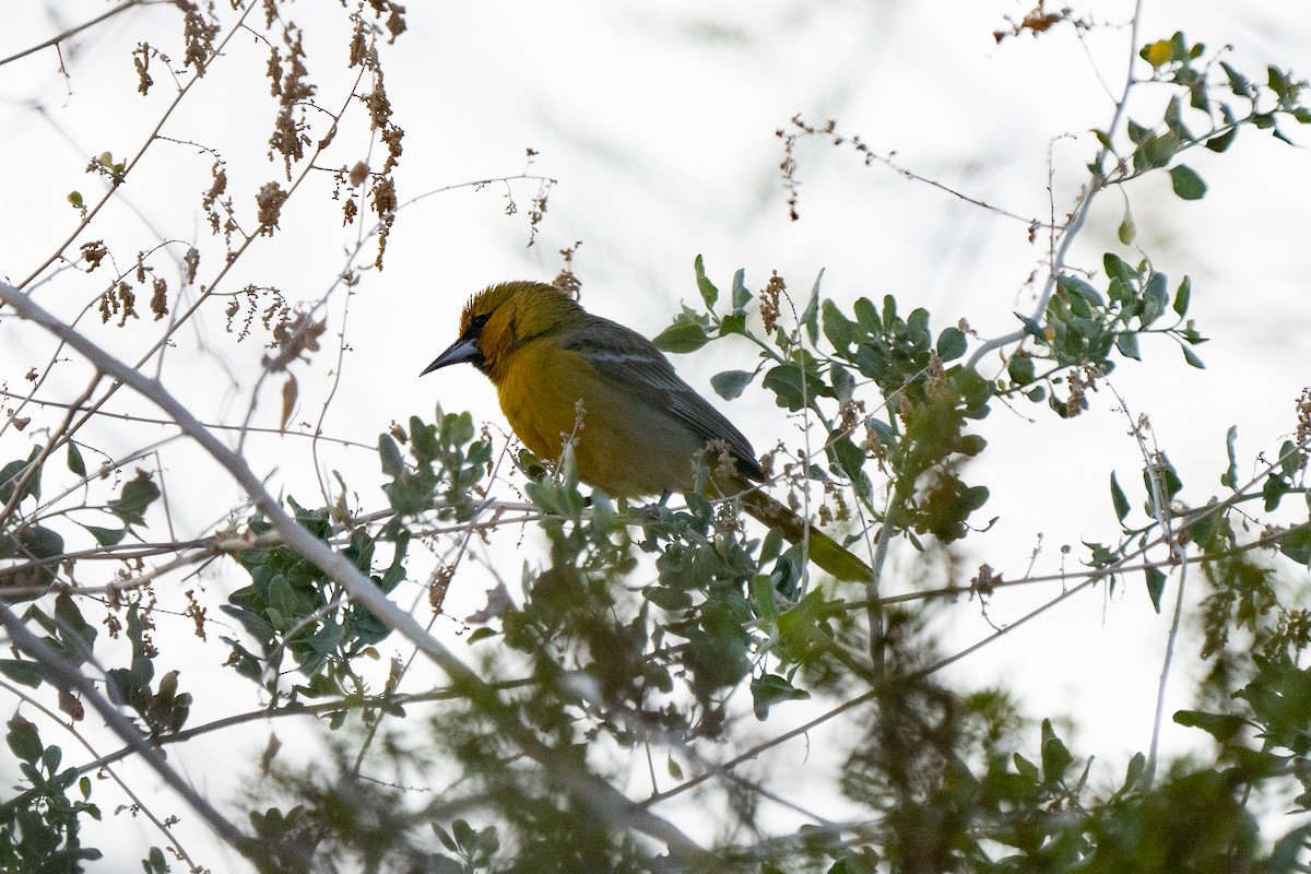 Streak-backed Oriole - Steve Valasek