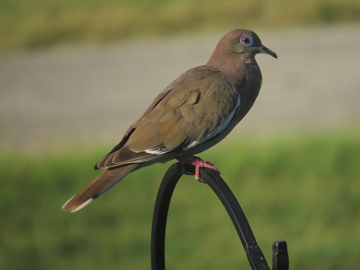 White-winged Dove - Gerry Hawkins