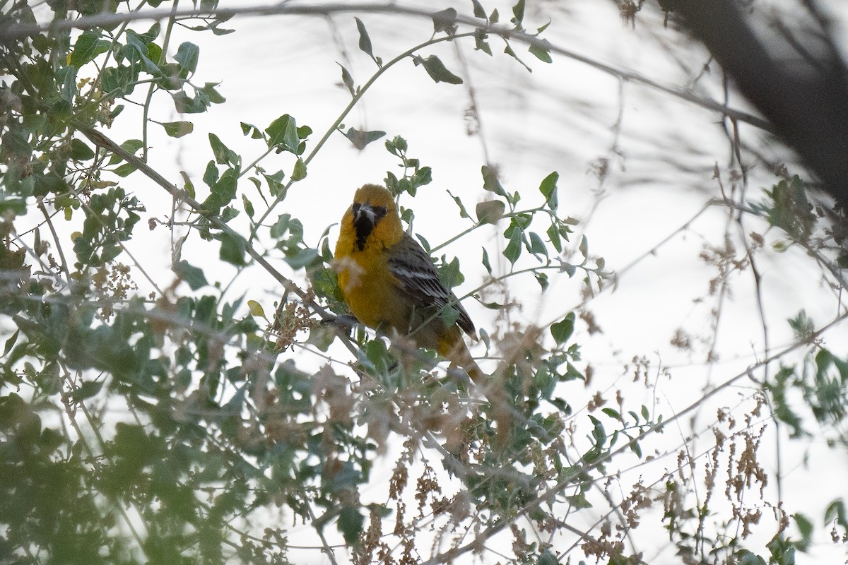 Oriole à dos rayé - ML308300711