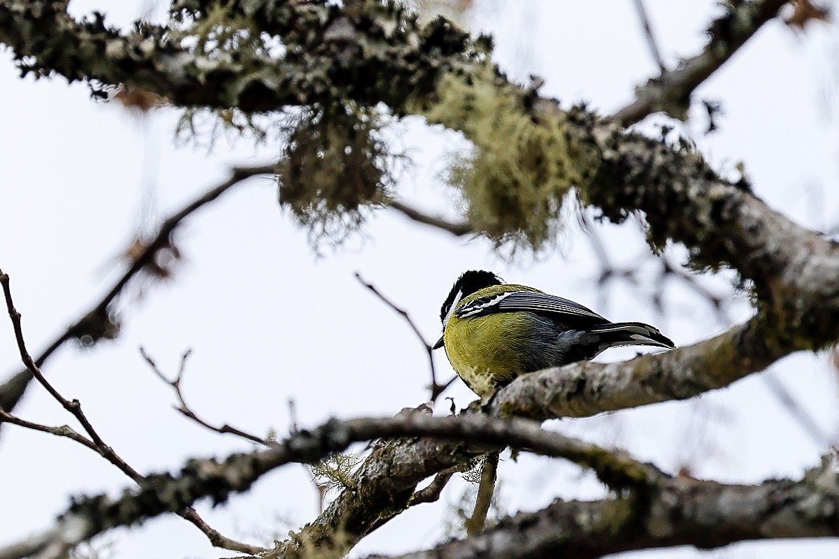 Green-backed Tit - ML308301001