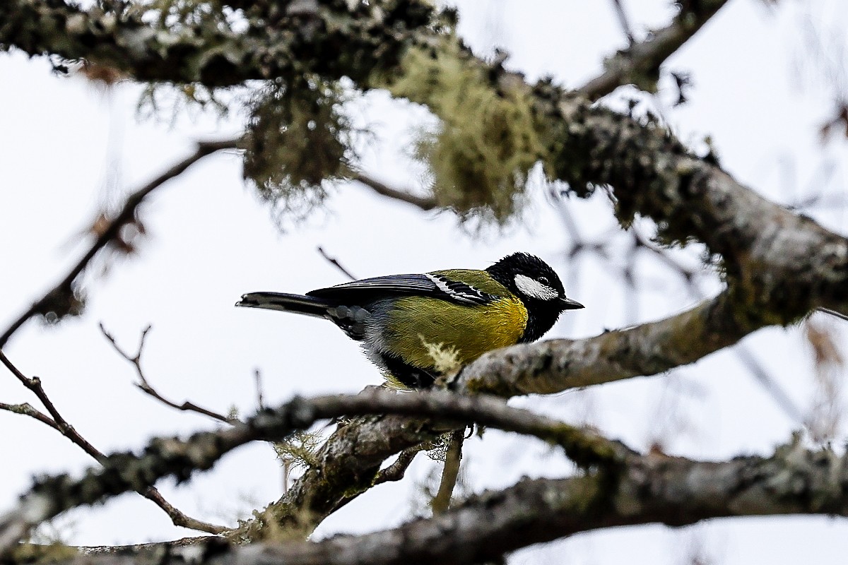 Green-backed Tit - ML308301061