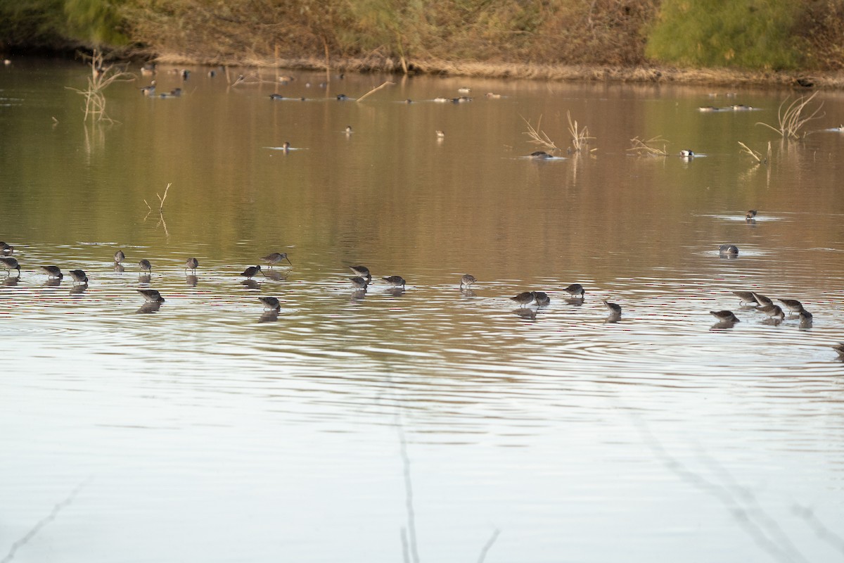 Long-billed Dowitcher - Steve Valasek